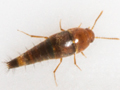 Sepedophilus nigripennis